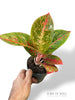 Aglaonema Dunkelrosa Stern