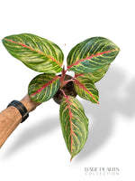 Aglaonema Olive Red