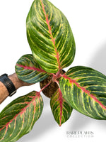 Aglaonema Olive Red
