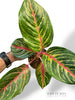 Aglaonema Olive Red