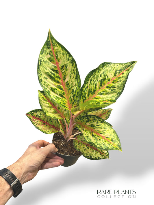 Aglaonema Carnival Queen