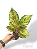 Aglaonema Carnival Queen