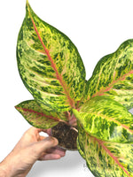 Aglaonema Carnival Queen