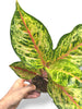 Aglaonema Carnival Queen