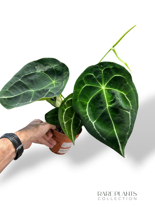 Anthurium Forgetii