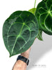 Anthurium Forgetii