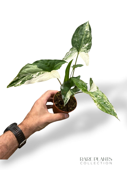 Syngonium Albo Variegata