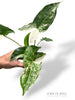 Syngonium Albo Variegata