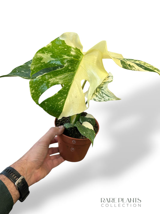 Monstera Crème Brûlée