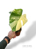 Monstera Crème Brûlée