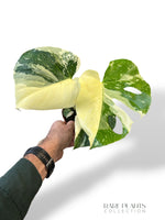 Monstera Crème Brûlée