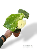 Monstera Crème Brûlée