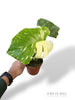 Monstera Crème Brûlée
