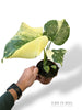 Monstera Crème Brûlée