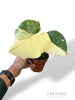 Monstera Crème Brûlée