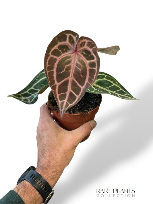 Anthurium Crystallinum Pink Blush