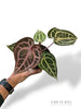 Anthurium Crystallinum Pink Blush