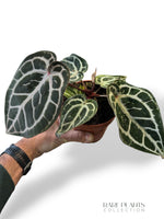 Anthurium Crystallinum Pink Blush
