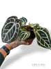 Anthurium Crystallinum Pink Blush