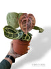 Anthurium Crystallinum Pink Blush