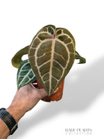 Anthurium Crystallinum Pink Blush