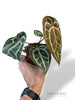 Anthurium Crystallinum Pink Blush