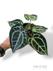 Anthurium Crystallinum Pink Blush