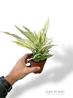 Spathiphyllum Snow Feathers