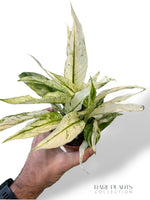 Spathiphyllum Snow Feathers