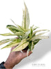 Spathiphyllum Snow Feathers
