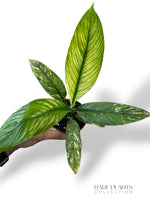 Spathiphyllum Sensation Variegata
