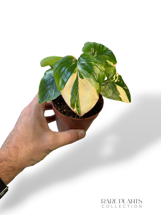Homalomena Rubescens Mint