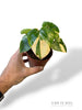 Homalomena Rubescens Mint