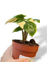 Homalomena Rubescens Mint