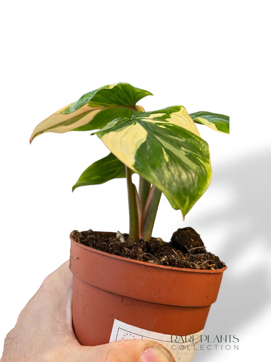 Homalomena Rubescens Mint