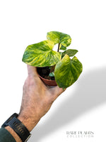 Homalomena Rubescens Mint