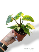 Homalomena Rubescens Mint