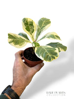 Fiddle-leaf fig (variegated)