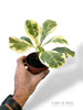 Fiddle-leaf fig (variegated)