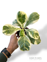 Fiddle-leaf fig (variegated)