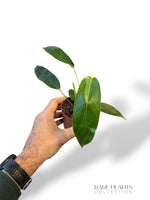 Philodendron Patriciae