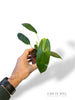 Philodendron Patriciae