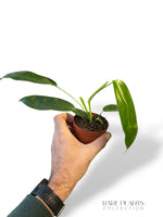 Philodendron Patriciae