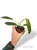 Philodendron Patriciae