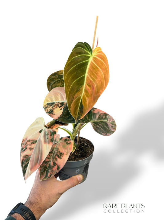 Philodendron Melanochrysum Variegata