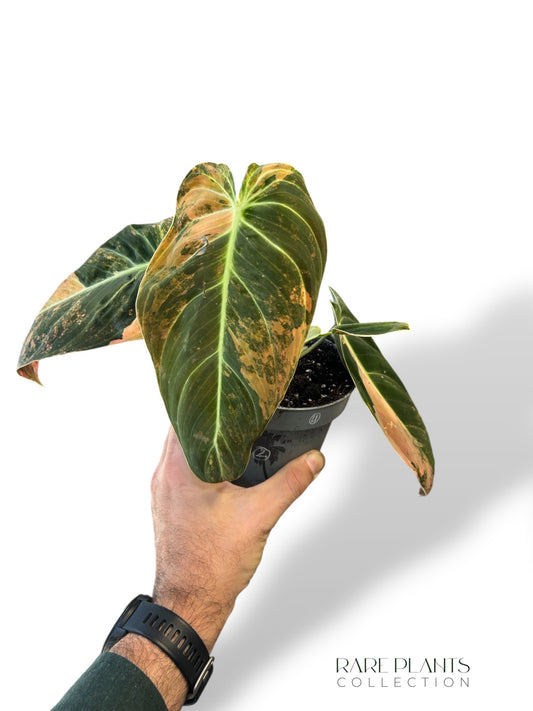 Philodendron Melanochrysum Variegata