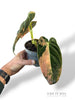Philodendron Melanochrysum Variegata