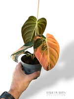 Philodendron Melanochrysum Variegata