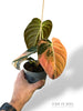 Philodendron Melanochrysum Variegata