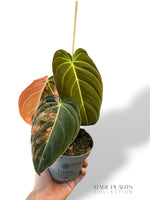 Philodendron Melanochrysum Variegata